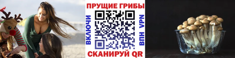 продажа наркотиков  Минеральные Воды  Галлюциногенные грибы Cubensis 